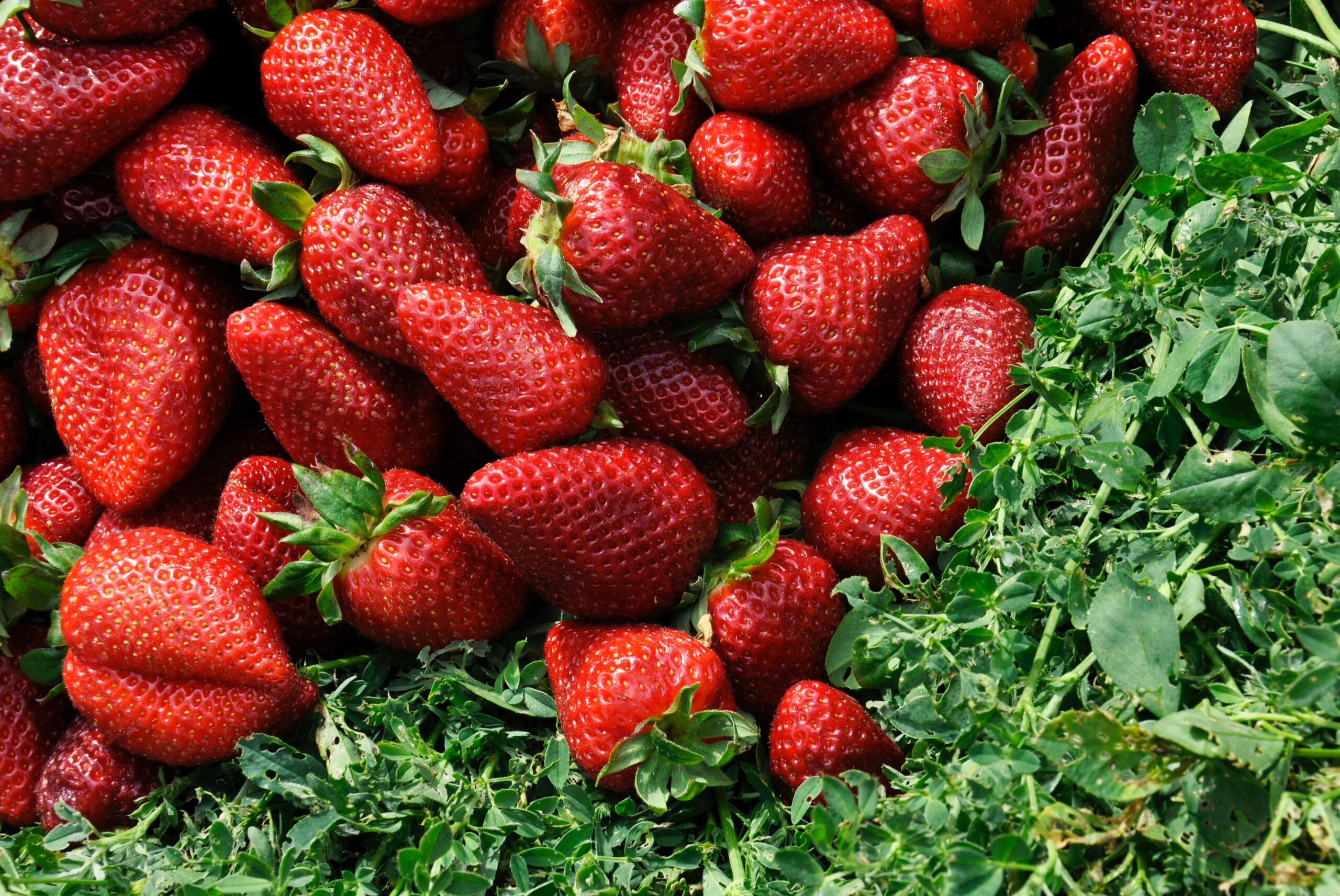 red strawberries on grass field